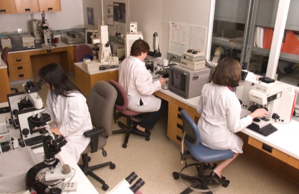 microscopic examination of hair & fibre